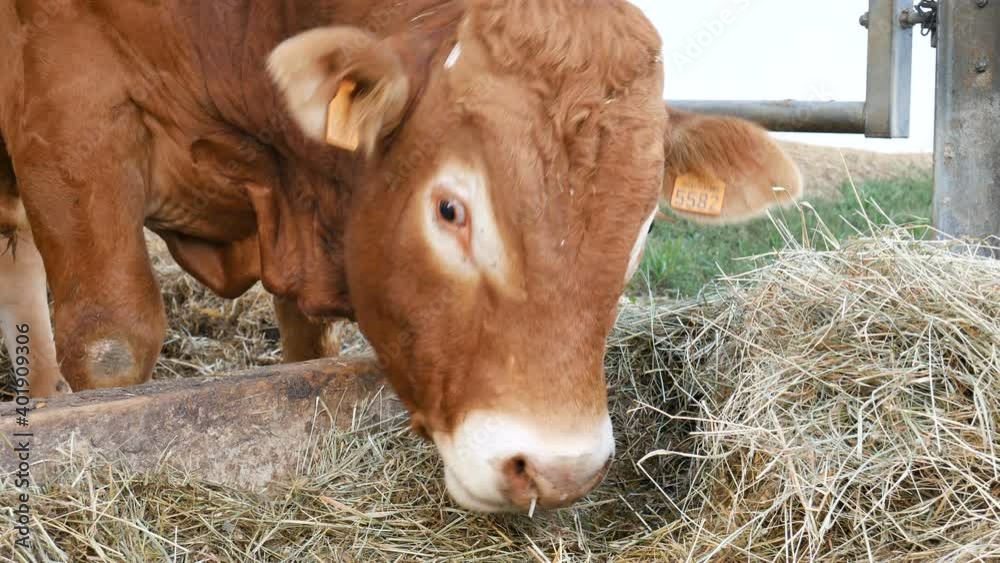 One red brown Limousin bull standing in the lair and eating hay. Eco ...