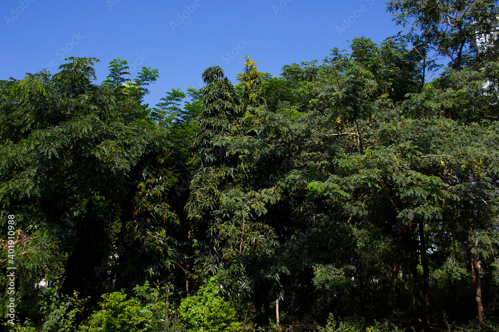 Urban Sky and Trees. Rows of trees and jungle on both sides of the city streets With Blue Sky. The road is at Begum Rokeya University. Urban Sky and Trees. Rows of trees and jungle on both sides of the city streets With Blue Sky. The road is at Begum Rokeya University.