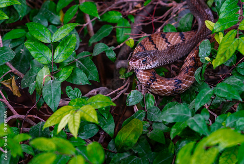 Close up alive Banded Rat Snake or  Oriental Ratsnake or Ptyas Mucosa (LINNAEUS,1758) in science name at Snake garden of Bangkok, Thailand. Alive snake in green bush, space for copy. photo