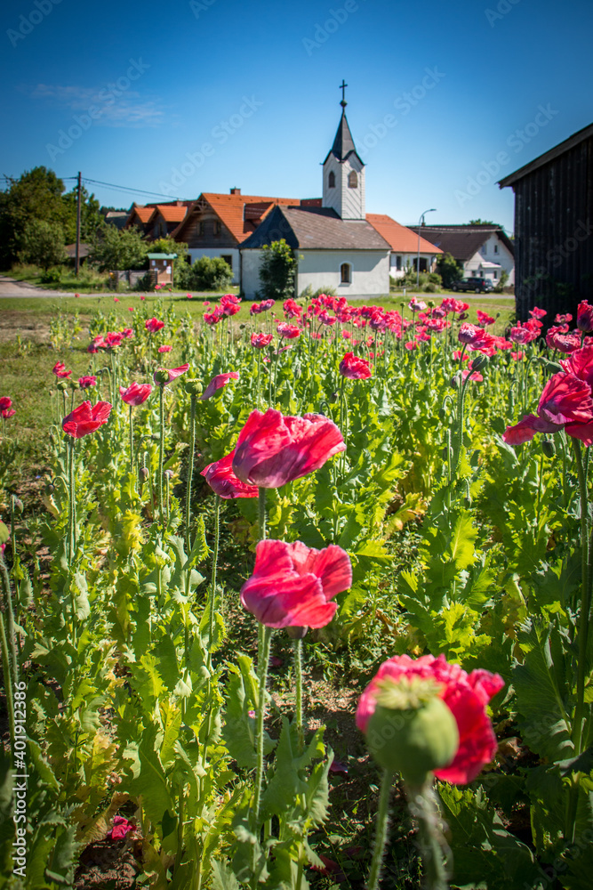 church in the village, poppy field, Waldviertel Austria