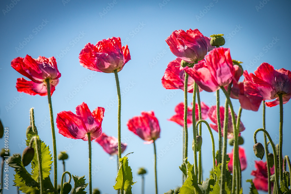 Fototapeta premium field of poppies against blue sky