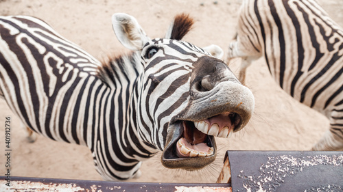 zebra smiling showing her teeth