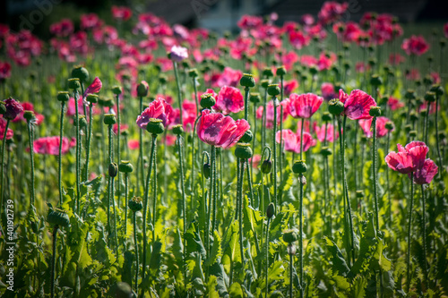 pink poppy field at Waldviertel  Austria