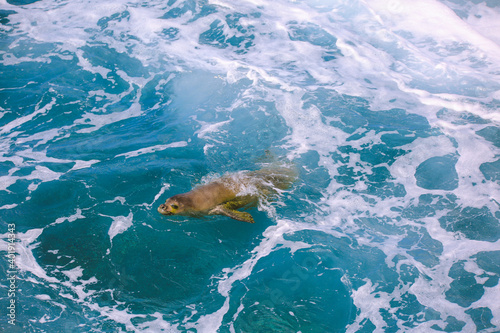 Hawaiian monk seal in the sea  Oahu island 