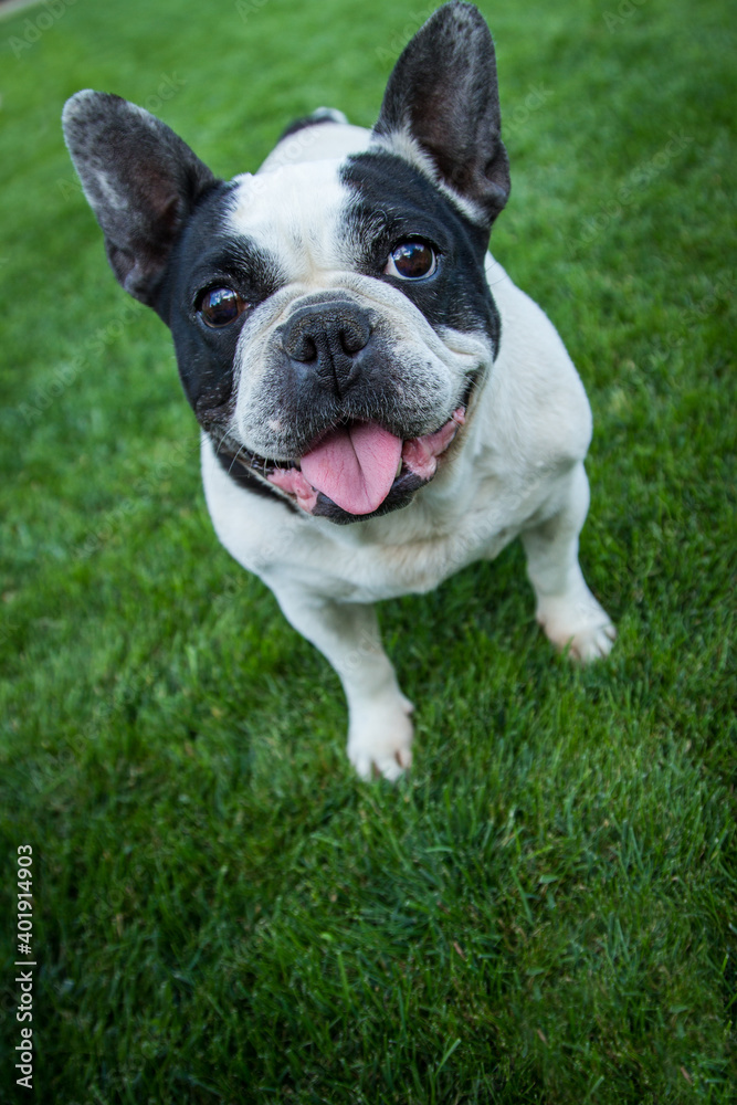 Fototapeta premium French bulldog