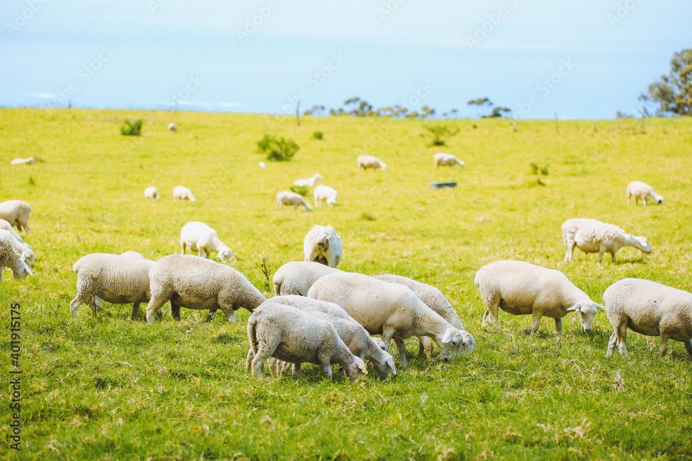 Sheep in the pasture,Maui, Hawaii Sheep in the pasture,Maui, Hawaii