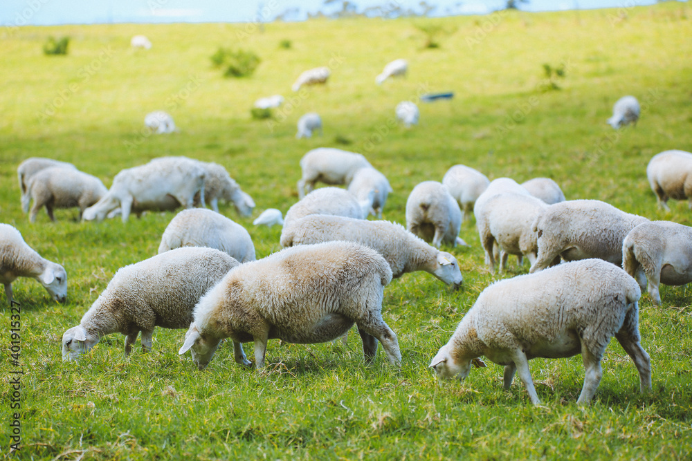 Sheep in the pasture,Maui, Hawaii Sheep in the pasture,Maui, Hawaii