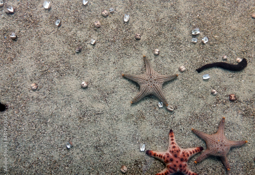 Starfish, sea cucumber and many seashells on the sand floor, displayed in an aquarium, looking through crystal clear seawater. Starfish, sea cucumber and many seashells on the sand floor, displayed in an aquarium, looking through crystal clear seawater.
