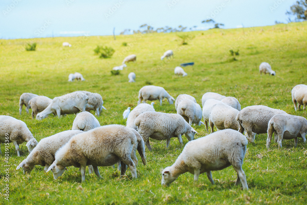 Sheep in the pasture,Maui, Hawaii Sheep in the pasture,Maui, Hawaii