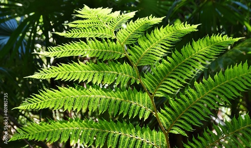 Close up of a green tree fern leaf in sunshine