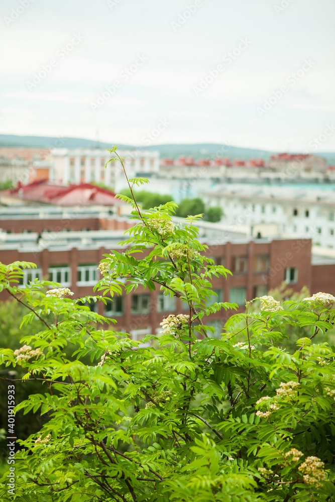 Spring leaves of the rowan in the light of the morning sun in the forest. Rowan blossoms. Rowan flowers on a tree among green leaves. View of the city of Murmansk.