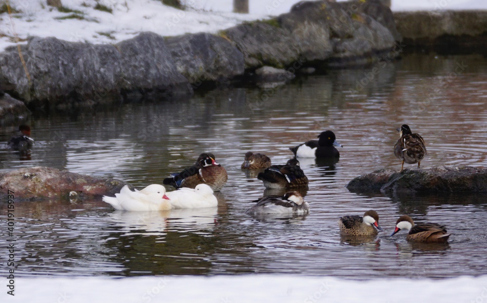 Fototapeta premium Verschiedene Enten auf einem Teich im Winter
