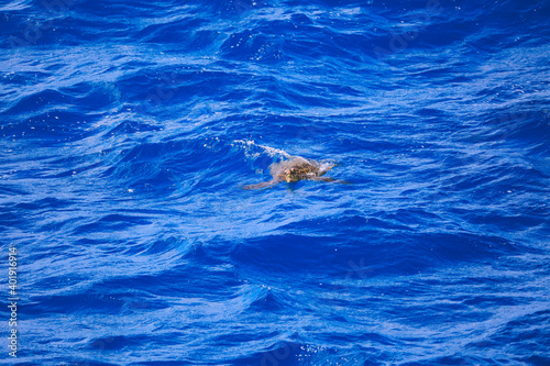  green sea turtle in the ocean  Oahu island  Hawaii