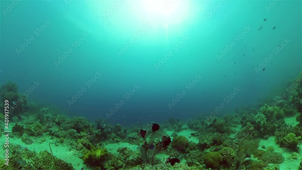Underwater scene coral reef. Hard and soft corals, underwater landscape. Travel vacation concept. Philippines. Underwater scene coral reef. Hard and soft corals, underwater landscape. Travel vacation concept. Philippines.