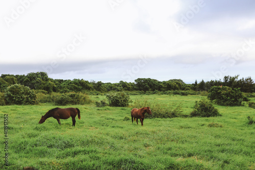 horses in the pastur, South point, Big island, Hawaii