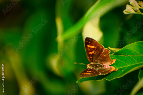 butterfly on leaf photo