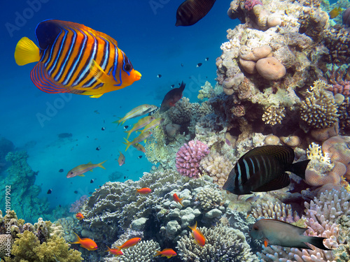 Coral Reef and Tropical Fish. Red Sea. Egypt
