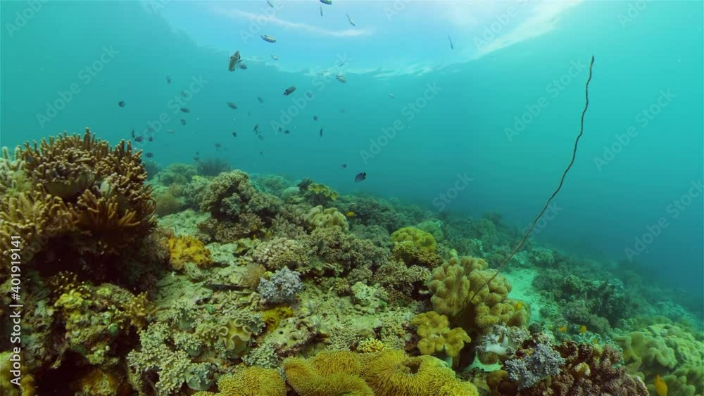 Coral garden seascape. Colourful tropical coral. Philippines. Coral garden seascape. Colourful tropical coral. Philippines.
