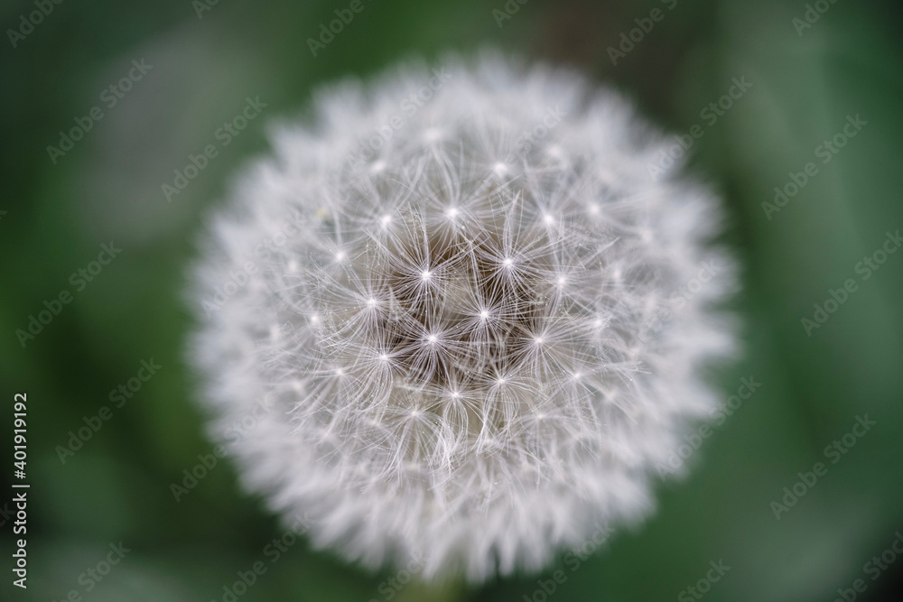 Fototapeta premium dandelion head