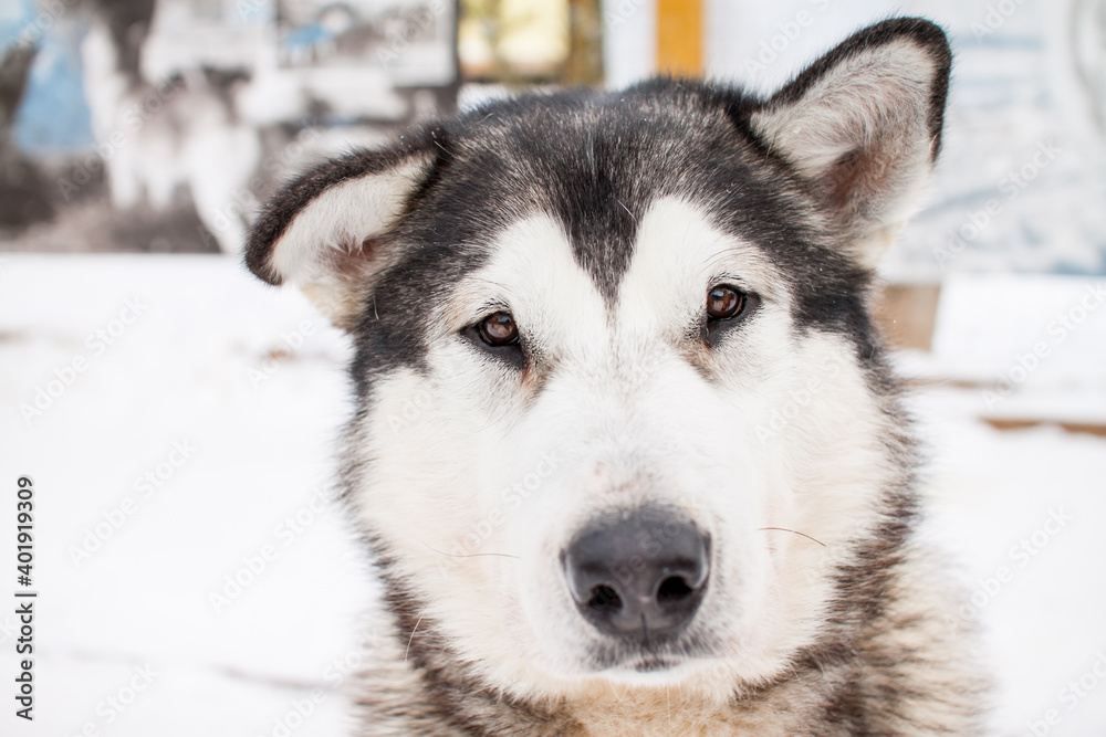 Portrait of a beautiful northern dog of the husky breed.