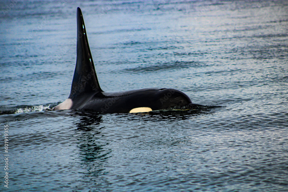 Fototapeta premium Orcas Alaska