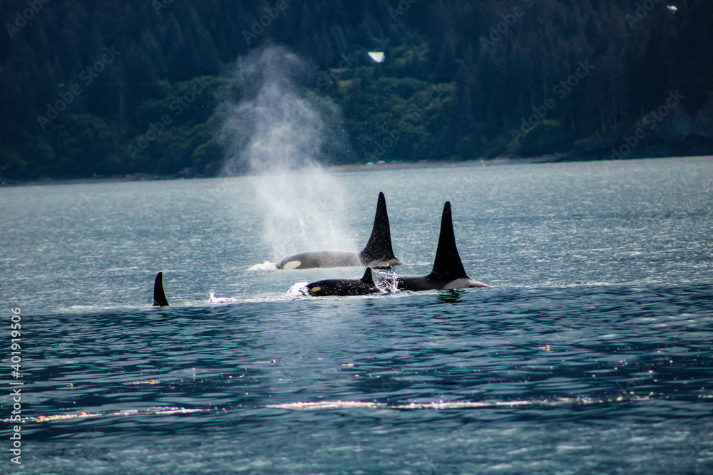 Naklejka premium Orcas Alaska