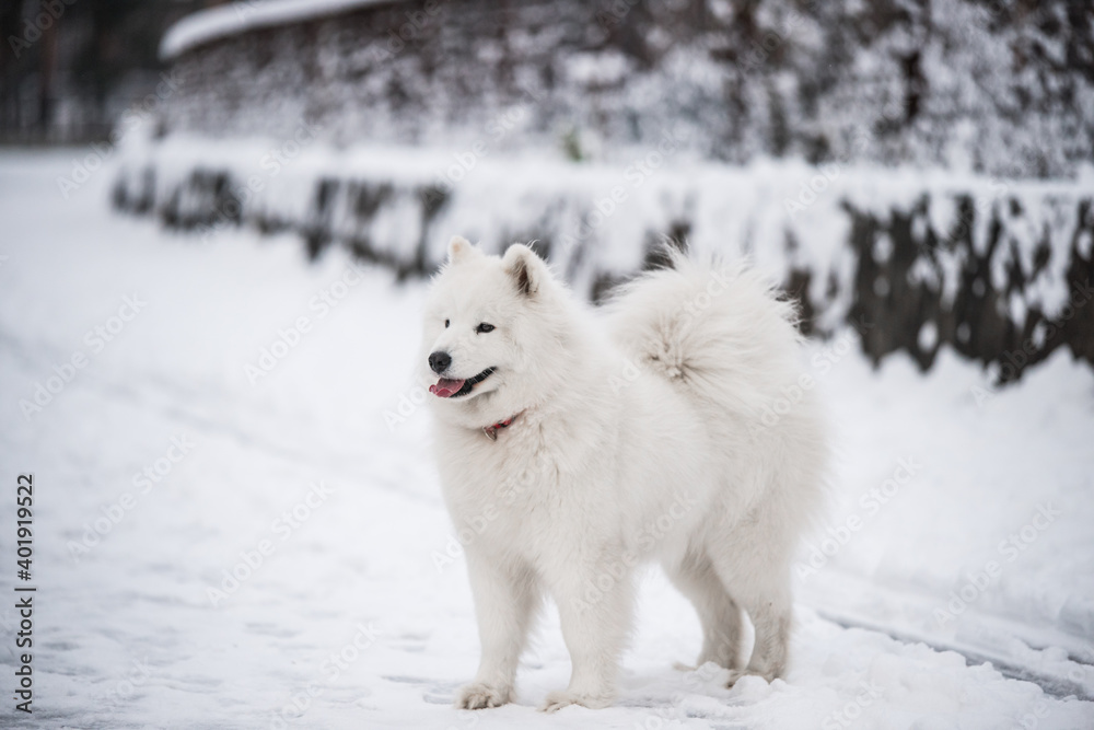 Samoyed white dog is on snow background outside