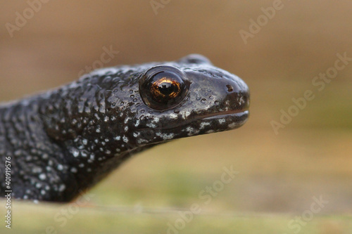 An eye contact   close up of the head of a Triturus dobrogicus or the Danube newt 