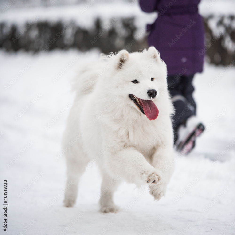 Samoyed white dog is running on snow outside