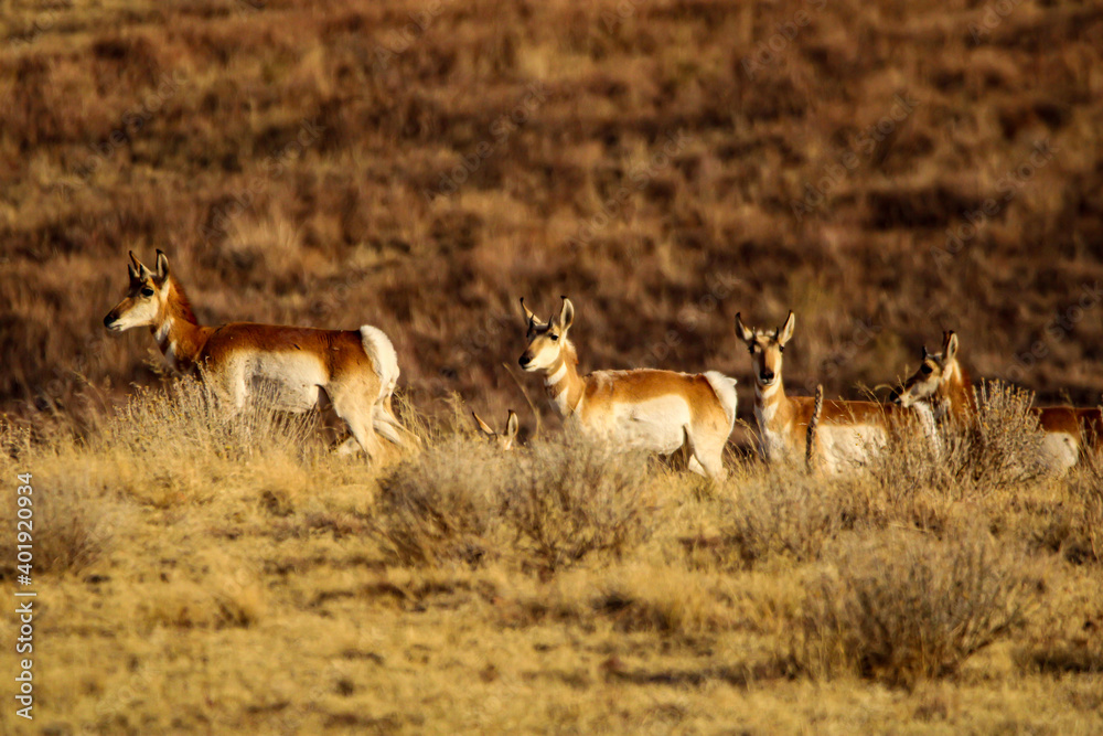 Fototapeta premium Pronghorn Antelope Arizona