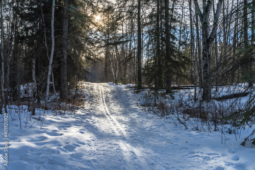Bunchberry Meadows Conservation Area ski trail
