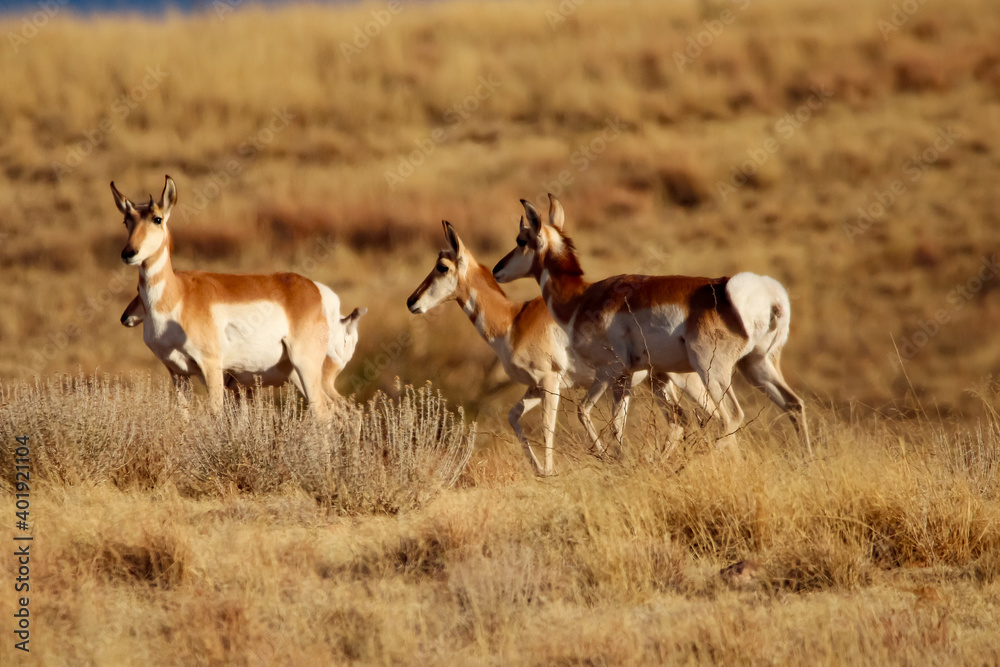 Pronghorn Antelope Arizona