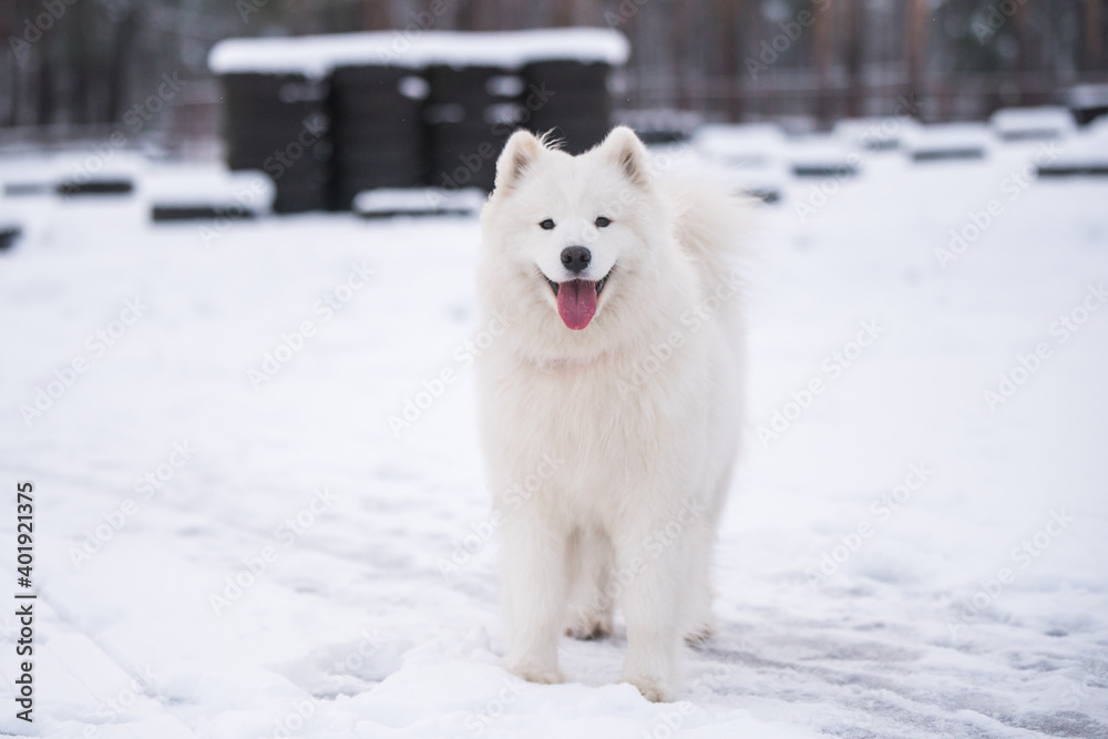 Samoyed white dog is on snow background outside Samoyed white dog is on snow background outside