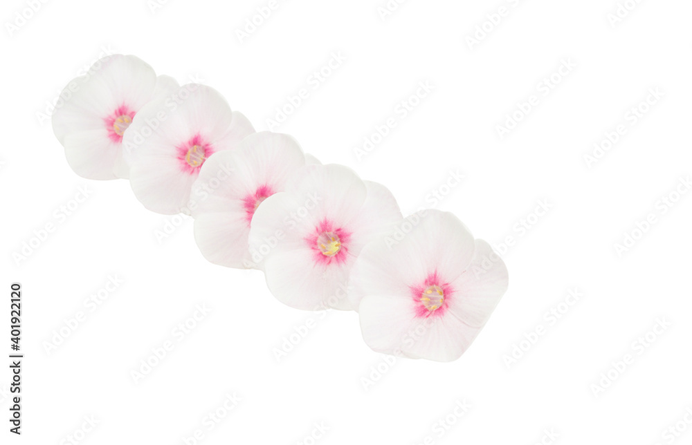 phlox flowers isolated phlox flowers isolated