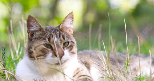 Wallpaper Mural Cute happy striped gray white cat relaxing on grass outdoors. Friendly pet. Torontodigital.ca