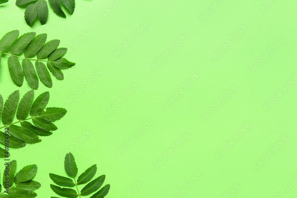 Green rowan leaves on color background