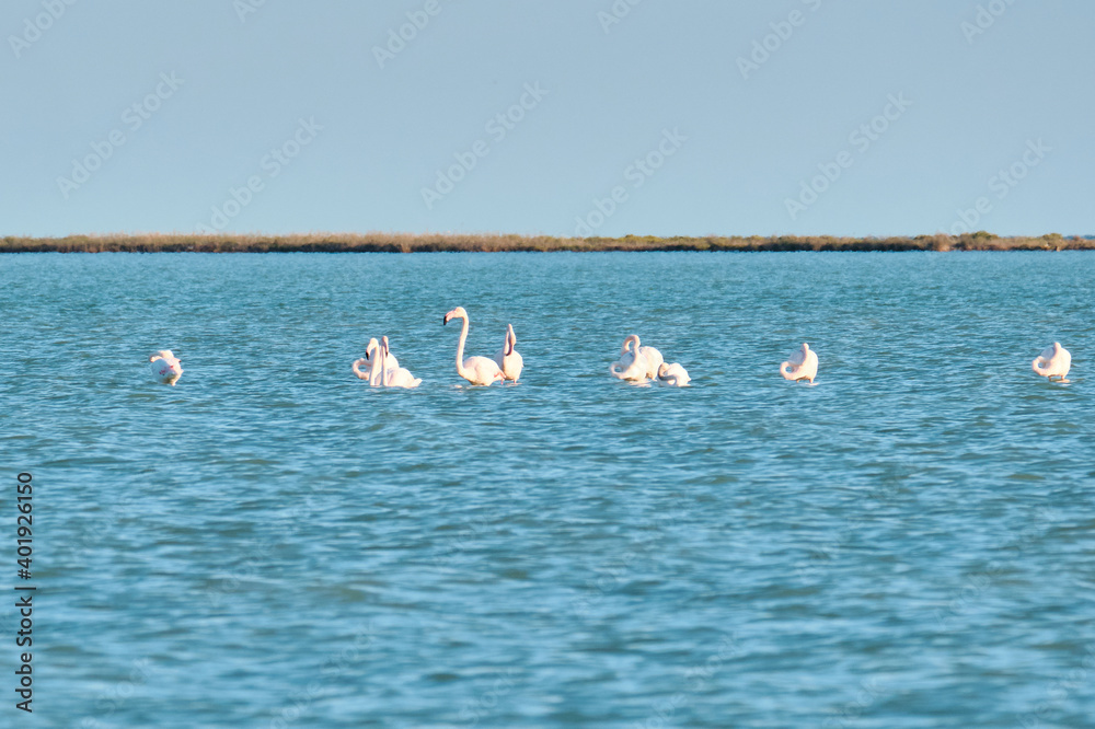 Flock of Pink flamingos at river estuary. Goksu river delta, Turkey