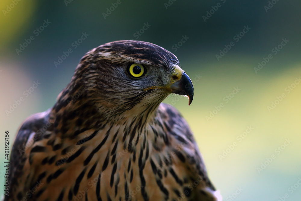 The northern goshawk (Accipiter gentilis), portrait of a young female hawk with colorful background. Portrait of a bird of prey with a yellow eye. The northern goshawk (Accipiter gentilis), portrait of a young female hawk with colorful background. Portrait of a bird of prey with a yellow eye.