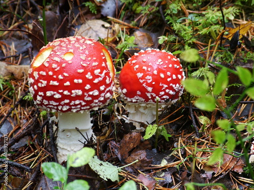 red fly agaric in the forest