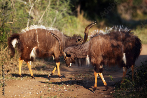 The nyala (Tragelaphus angasii), also called inyala, a pair of males in the ritual duel.A pair of male extremely colorful antelopes during mating time rituals.