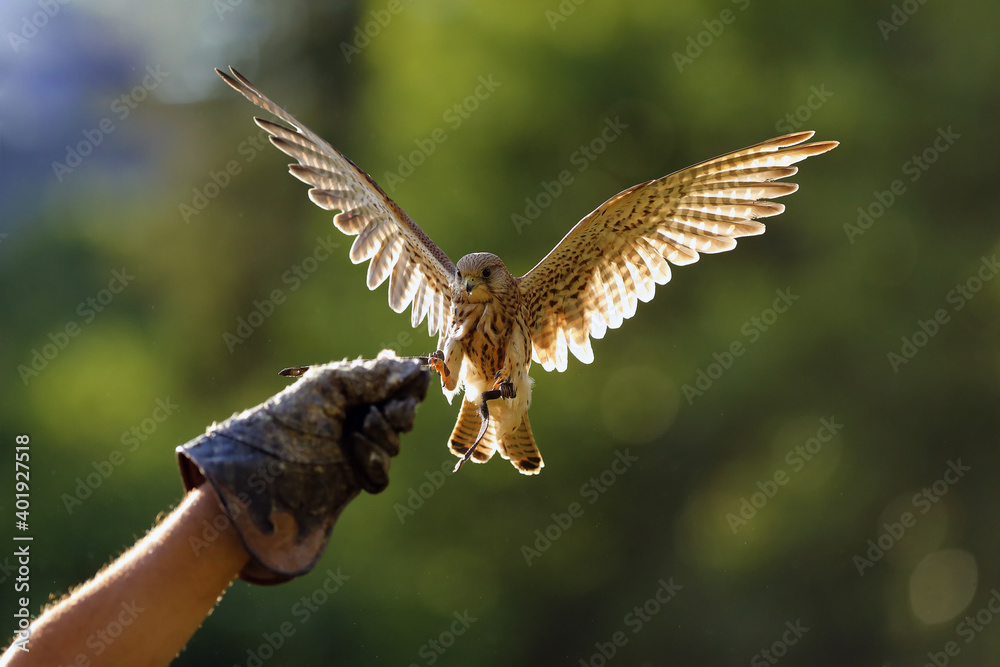 Fototapeta premium The common kestrel (Falco tinnunculus) or European or Eurasian kestrel flying in backlight. Female kestrel with a falconer. Falconer's hand ready for the landing of a bird of prey.