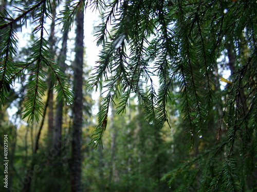 trees in the forest