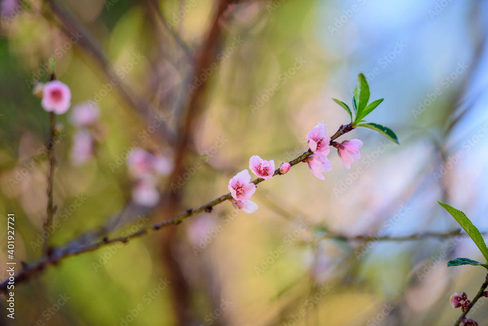 Pink cherry blossom on the blue sky background. Pink cherry blossom on the blue sky background.