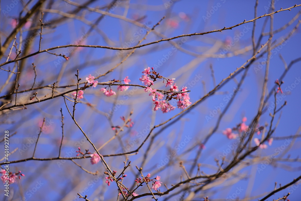 Pink cherry blossom on the blue sky background. Pink cherry blossom on the blue sky background.