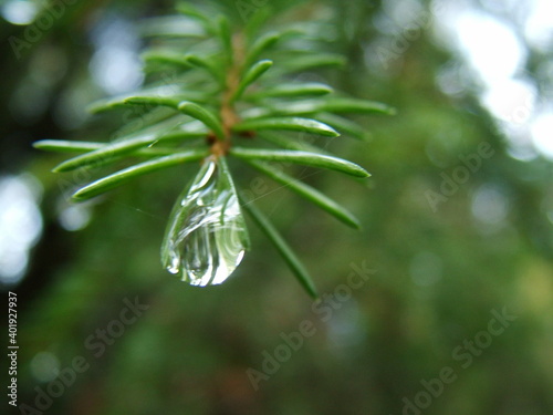 rainy forest
