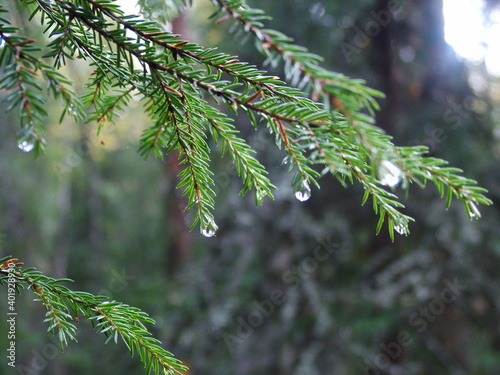 rainy forest