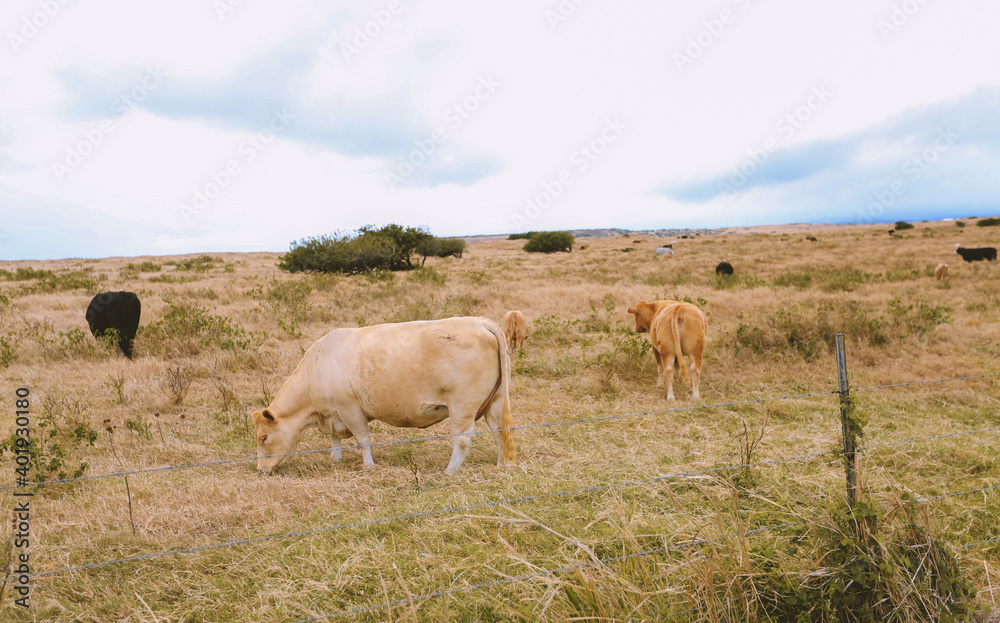 Cows and horses in the pastur, South point, Big island, Hawaii Cows and horses in the pastur, South point, Big island, Hawaii