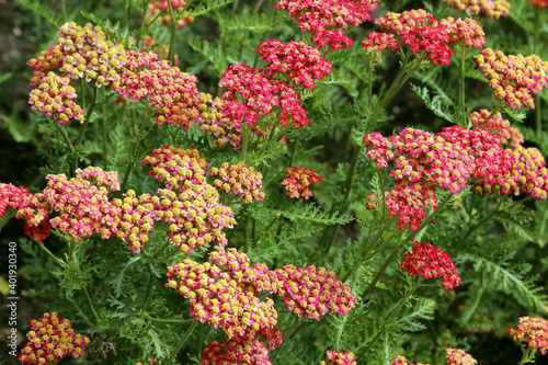 Blooming pink yarrow  Achillea  millefolium  - herbaceous  blooming  perennial plant with aromatic leaves  small flowers. Summer in the garden.