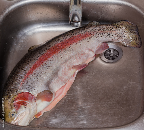 Disemboweled uncooked trout peeled from scales in the kitchen sink photo