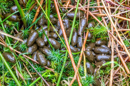 Fresh droppings of european roe deer ,capreolus capreolus, in the field photo